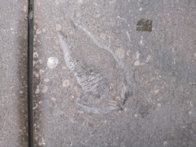 fossiel in hardsteen